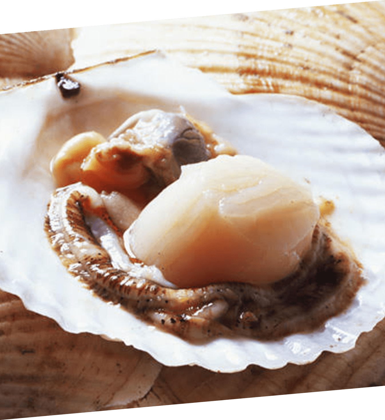 写真：北海道産  殻付き活帆立